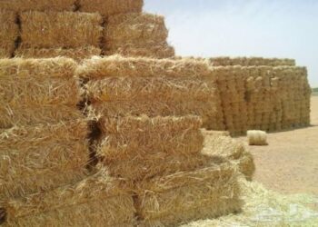 حجز 500 قنطار من العلف المغشوش بالبيض