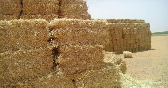حجز 500 قنطار من العلف المغشوش بالبيض