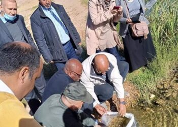 خمسة ألاف سمكة لمحاربة الحشرات ببشار
