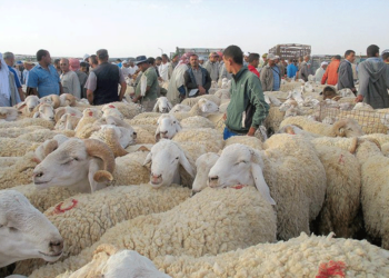 أسواق الماشية بالوادي..الموّالون يتنفسون الصعداء