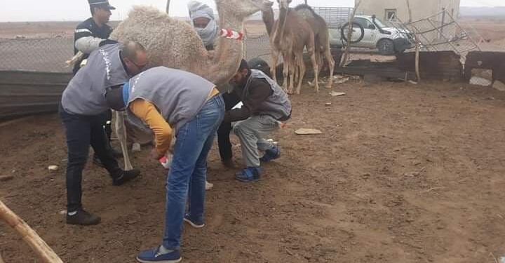 طريقة ذكية لتفادي الإصطدام بالجمال في الصحراء