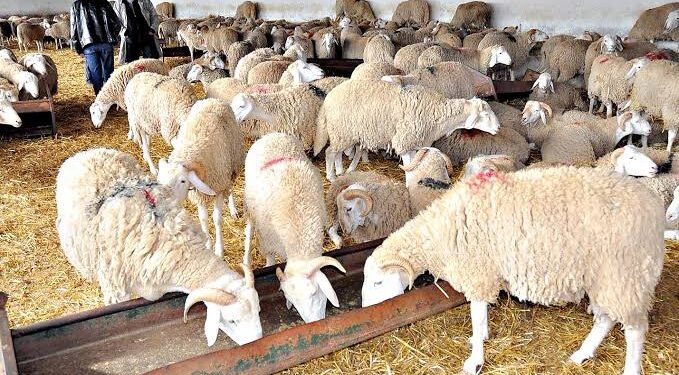 موّالون يكشفون سبب ارتفاع أسعار اللحوم