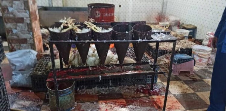 حجز 13 قنطارا من الدجاح الفاسد والحي بخنشلة