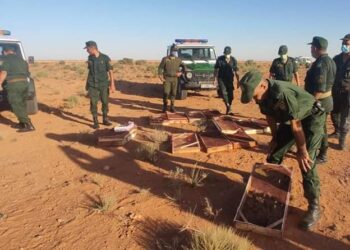 بالصور.. حجز 1400 طائر حسون موجه للتهريب بالنعامة