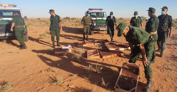 بالصور.. حجز 1400 طائر حسون موجه للتهريب بالنعامة