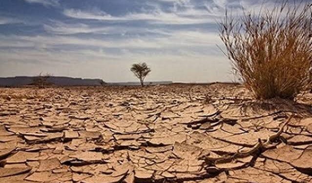 نشاطات متنوعة احتفالا باليوم العالمي للتصحر