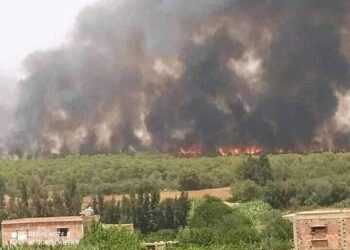 حريق في غابة الصفصاف بمستغانم