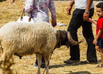 أضاحي بالإنترنت في تونس بسبب كورونا