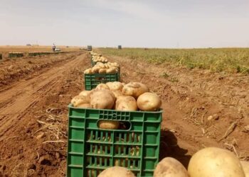 بطاطا الأغواط لتموين الأسواق الوطنية حتى نوفمبر