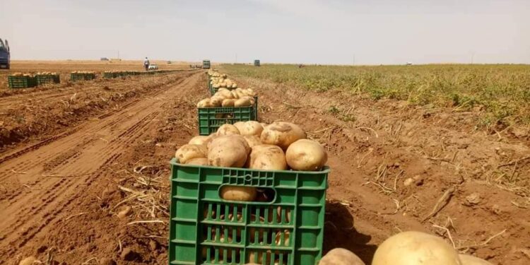 بطاطا الأغواط لتموين الأسواق الوطنية حتى نوفمبر