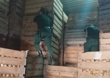 مضاربة.. حجز كمية ضخمة من البطاطا