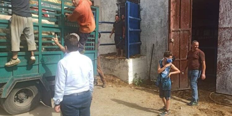 تعويض مربي الماشية المتضررين من الحرائق بتيزي وزو