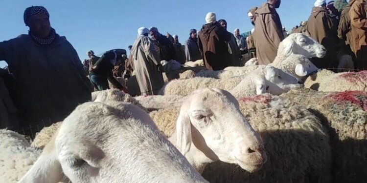 فتح أسواق المواشي بالنعامة
