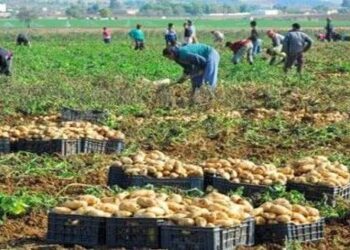 منتجو البطاطا يحتجون: لسنا مضاربين وأطراف تسعى لضرب أمننا الغذائي