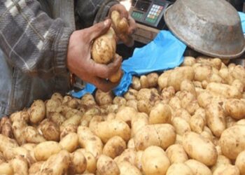 بطاطا بـ 50 دينار في 14 ولاية