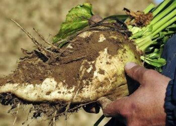 الزراعـات الاستراتيجيـة تبلغ مستويات النجاح بالوادي