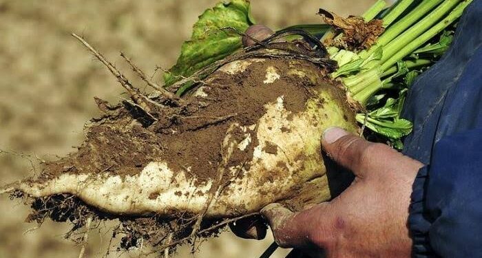 الزراعـات الاستراتيجيـة تبلغ مستويات النجاح بالوادي