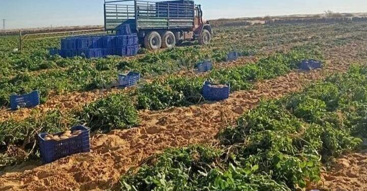 مدير الفلاحة بالوادي: إغراق الأسواق بالبطاطا خلال أيام