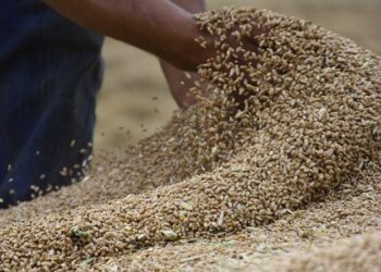مراجعة أسعار شراء الحبوب لدى الفلاحين