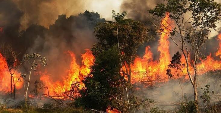 تعويض 120 متضررا من حرائق الغابات بالبليدة