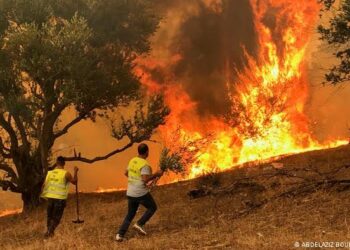 950 متضررا من الحرائق في بومرداس