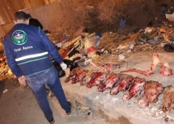 العثور على هياكل حيوانية مشبوهة في وهران