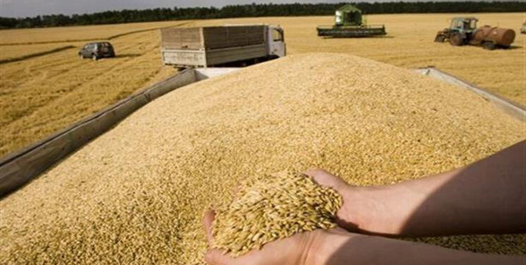 رفع أسعار شراء القمح اللين والصلب من الفلاحين