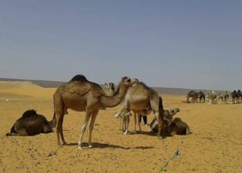 إبل الجزائر.. ثروة ضائعة بين التهريب والنحر الجائر