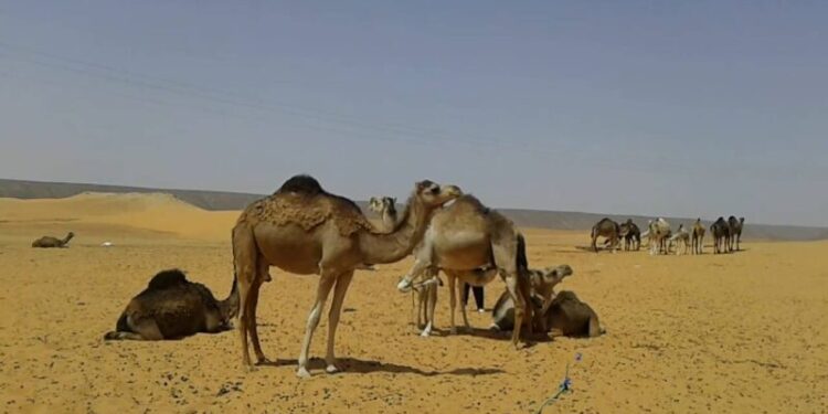 إبل الجزائر.. ثروة ضائعة بين التهريب والنحر الجائر