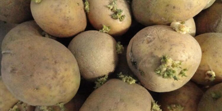حجز 1200 قنطار من بذور البطاطا بميلة