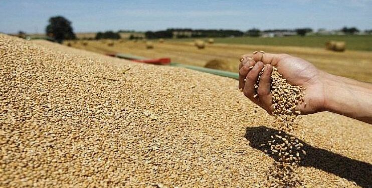 الرئيس تبون: الجزائر لديها احتياط 8 أشهر من الحبوب