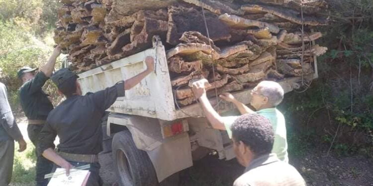 حجز 5 قناطير من الفلين بسكيكدة