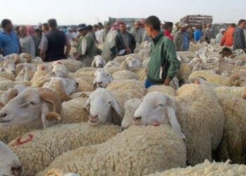 أموال دعم الأعلاف توجّه لغير مستحقيها