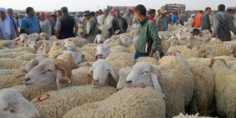 أموال دعم الأعلاف توجّه لغير مستحقيها