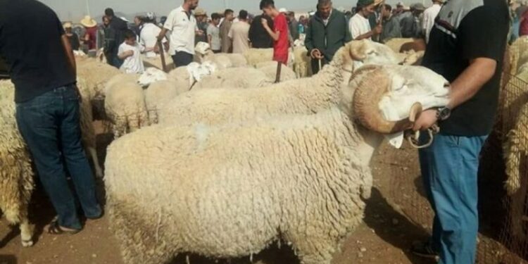 أسعار المواشي في معسكر