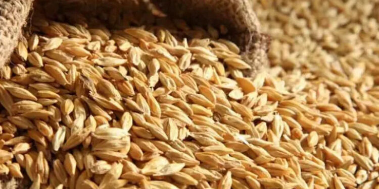 8 اتفاقيات مع معاهد ومخابر جامعات لتطوير البذور