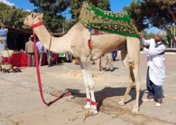 السياحة في الجزائر.. مؤشرات وحركية جديدة