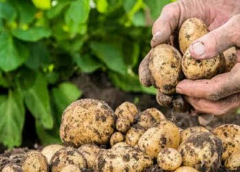 توقعات بجني 55 ألف من البطاطا غير الموسمية