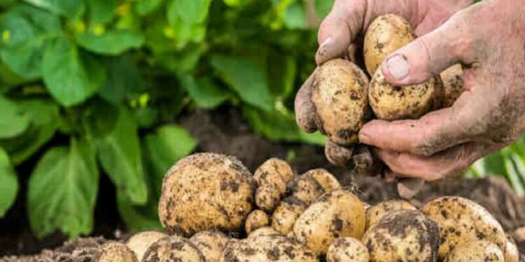 توقعات بجني 55 ألف من البطاطا غير الموسمية