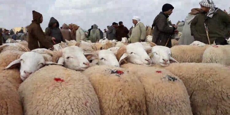 إحصاء الماشية.. شرائح إلكترونية لحماية “الثروة البيضاء”