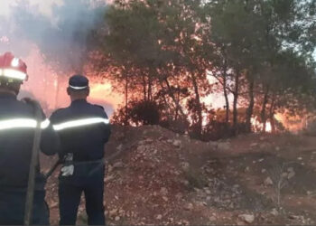 تعويض فلاحين متضررين من حرائق الغابات بتيبازة