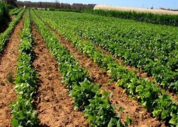 ربط مستثمرات فلاحية بالطاقة الكهربائية بالعاصمة