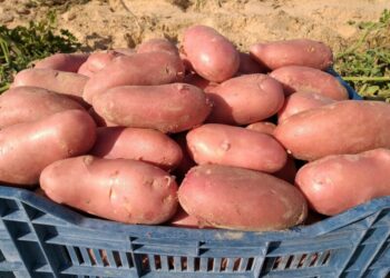 البطاطا بـ35 دينار والطماطم بـ20 دينار في الوادي