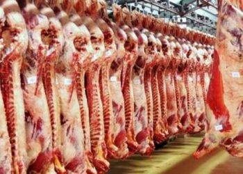 ميلود بوعديس: استيراد اللحم الطازج لإعادة توازن الأسعار في السوق