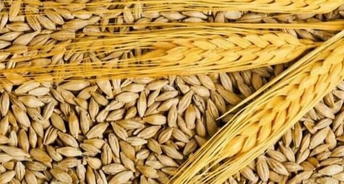 توزيع الشعير على المربين بشروط بداية من اليوم