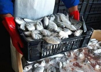 صيد 3 آلاف طن من الأسماك في بجاية