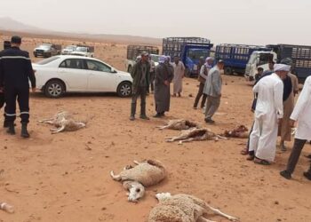 كلاب ضالة تفترس رؤوس شاة بالنعامة.. والسلطات المحلية تتدخل