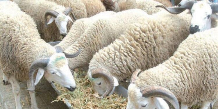 2000 بيطري لمراقبة بيع وذبح الأضاحي