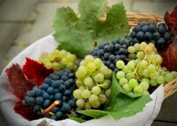 علماء: تناول العنب يغير ميكروبيوم الأمعاء ويحسن الصحة