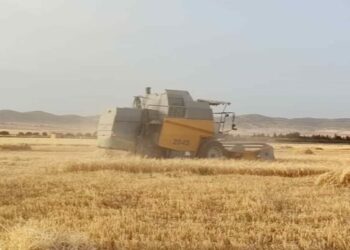 توقع إنتاج وفير للحبوب بالجزائر هذا الموسم